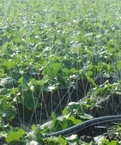 Alternative view of 200mét Dây ống phun mưa phi 27 - đục 5 lỗ chéo - dày 0.3mm dây tưới BIMI AGRI | Nhựa nguyên sinh | Bảo hành 1 năm